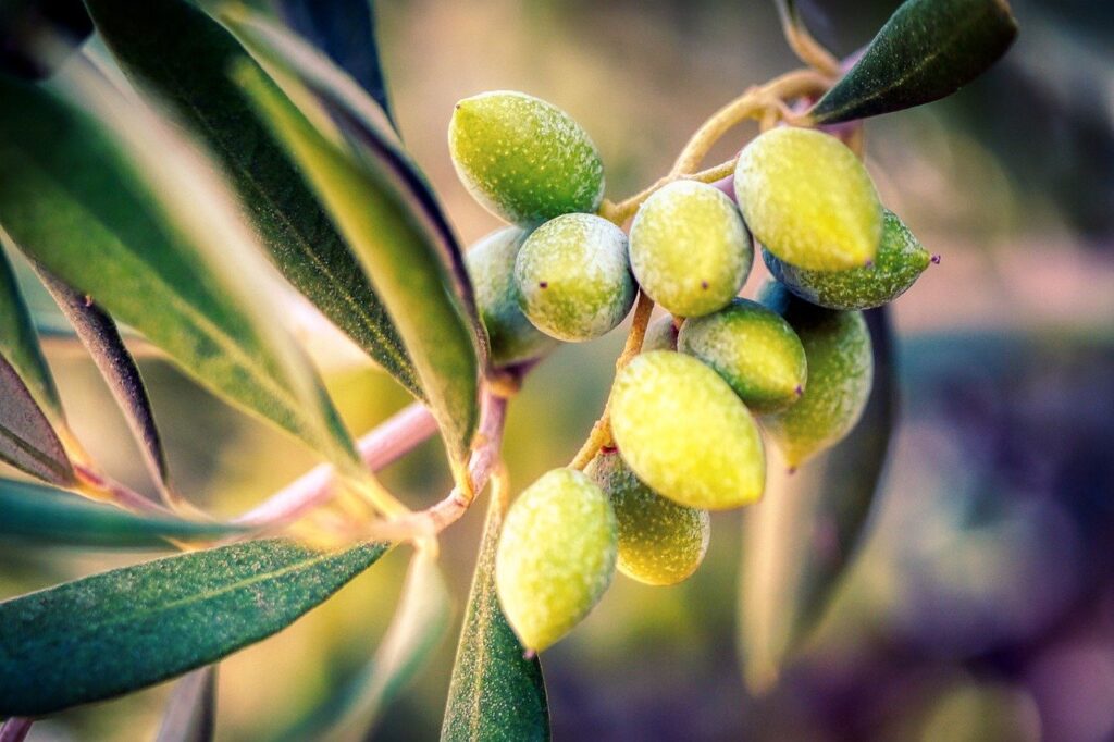 Краткая история оливкового дерева