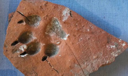 Отпечаток собачьей лапы на римской глиняной плитке