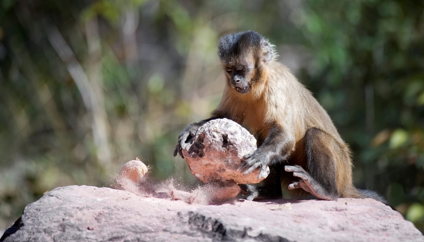 Каменные орудия труда, найденные в Бразилии, возможно, на самом деле были сделаны обезьянами