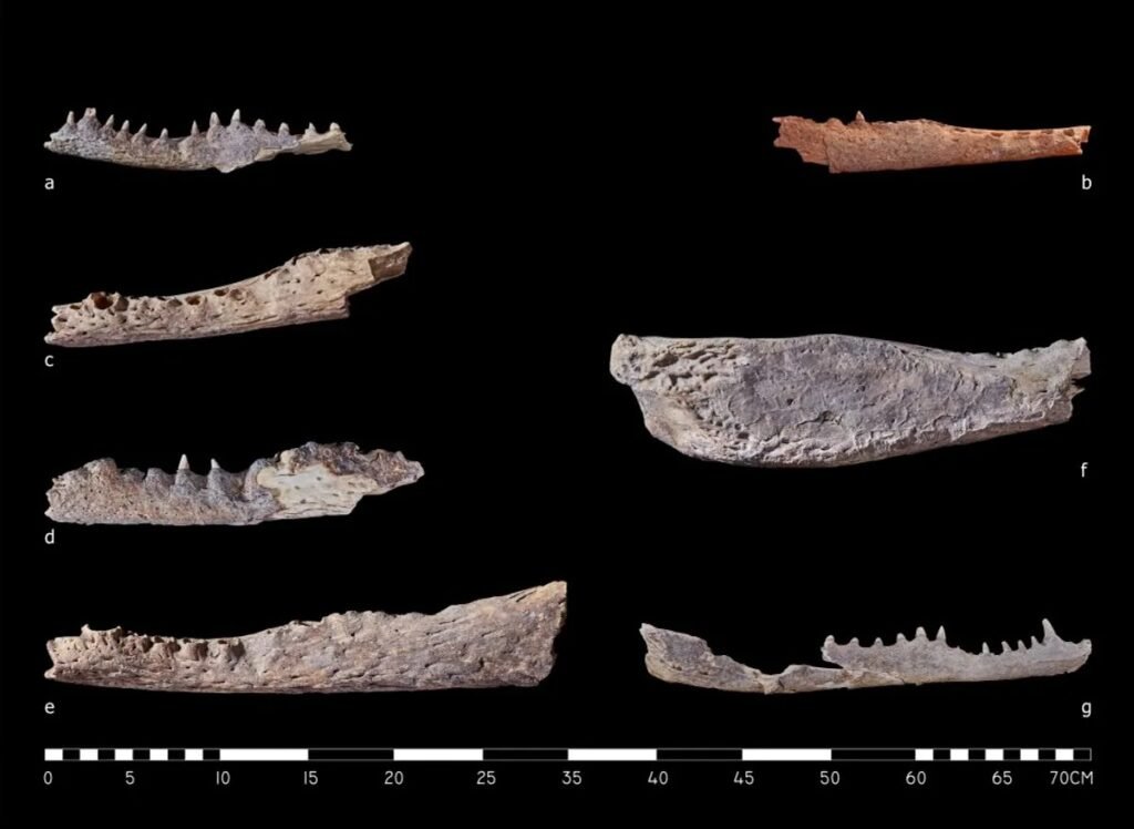 Странная находка: немумифицированные головы крокодилов в древнеегипетских гробницах