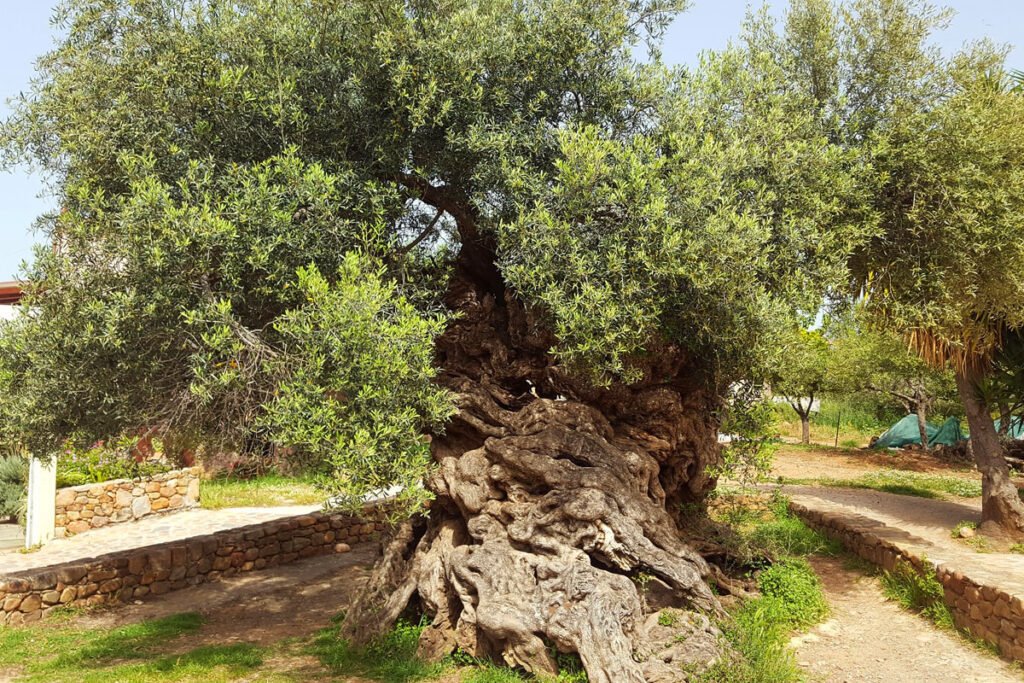 Уникальный памятник природы: самое древнее оливковое дерево на Земле
