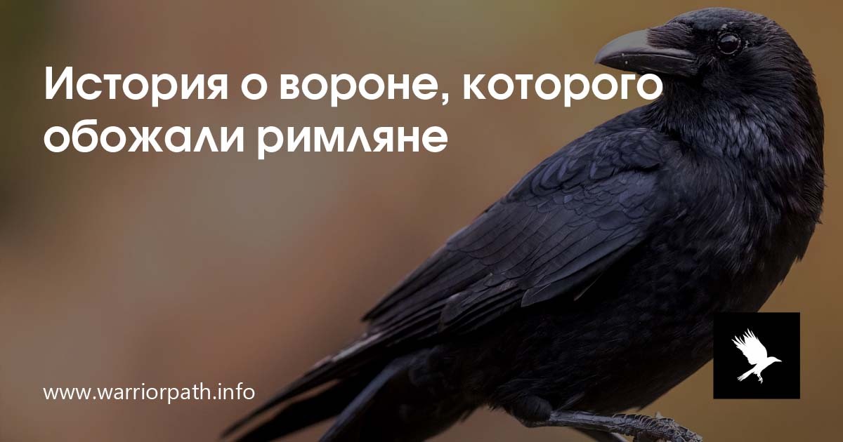 Интересные факты о вороне