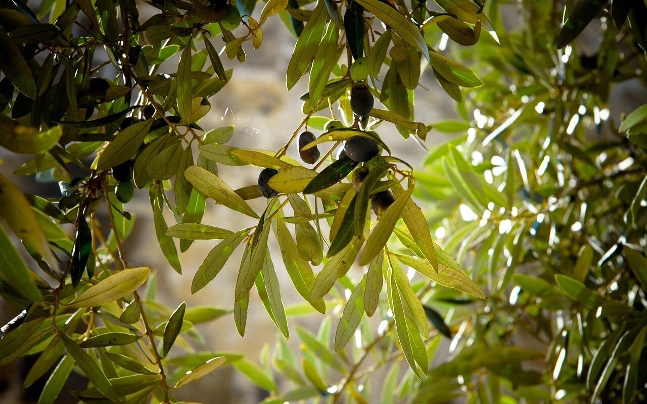 Краткая история оливкового дерева