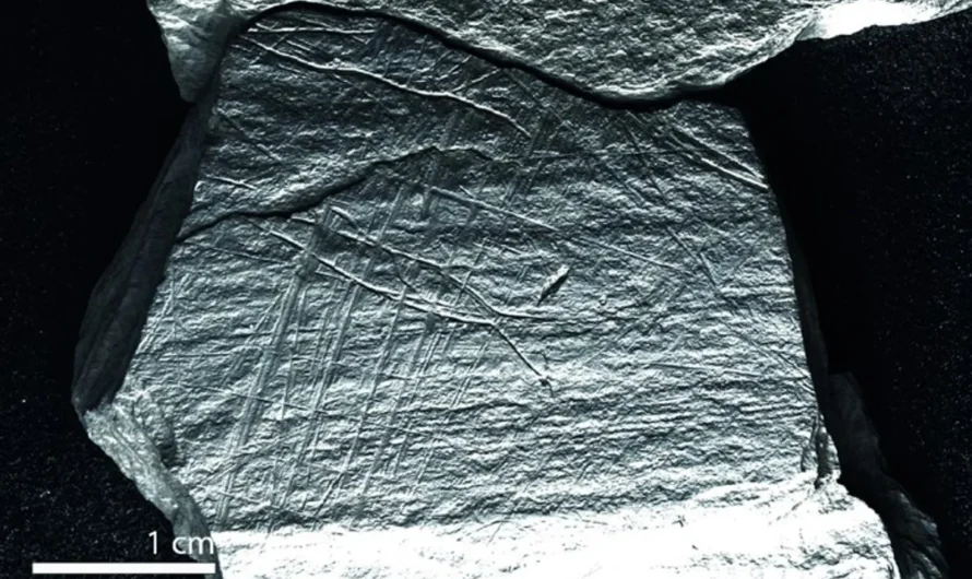 Рисунки возрастом 15 800 лет доказали, что люди научились ловить рыбу сетями раньше, чем считалось