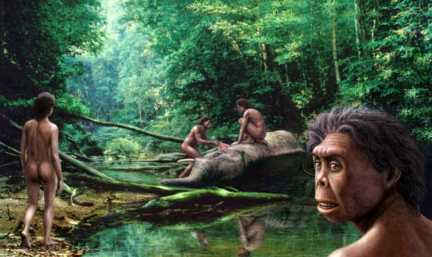 Тайна исчезновения Homo floresiensis: климатический фактор в судьбе древних «хоббитов»