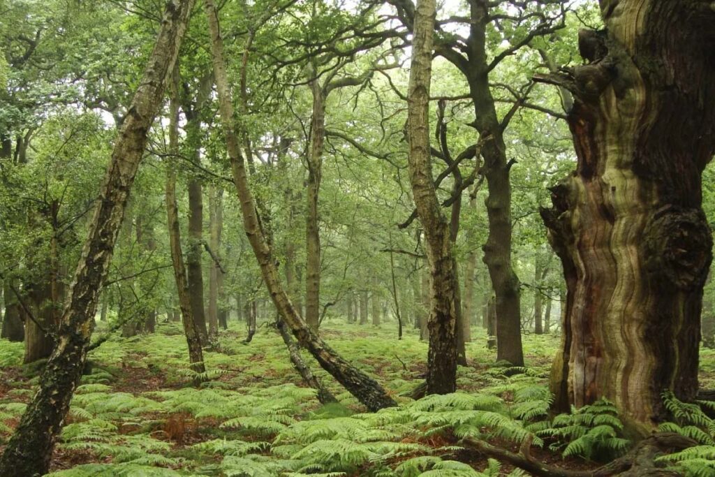 Робин Гуд: правда и легенда о разбойнике из Шервуда